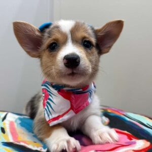 Harlo American Corgi 01