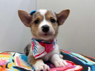 Harlo American Corgi 01