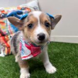 Harlo American Corgi 02