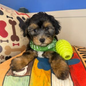 Hobo Yorkiepoo 01