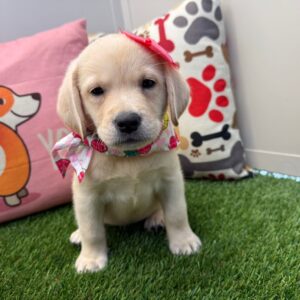 Honey Labrador Retriever 01