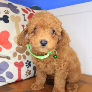 Hudson Poodle 01