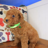 Hudson Poodle 03