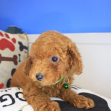 Hudson Poodle 04