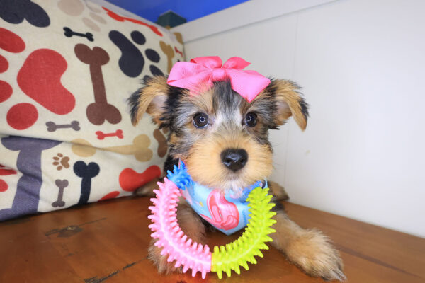 Isa Yorkshire Terrier 01