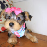 Isa Yorkshire Terrier 03