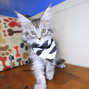 Jagger Maine Coon 01