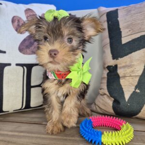 Jazzy Yorkshire Terrier 01