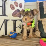 Jazzy Yorkshire Terrier 04