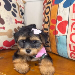https://pettitookc.com/wp-content/uploads/2025/07/Jewels-Morkie-01-300x300.jpeg