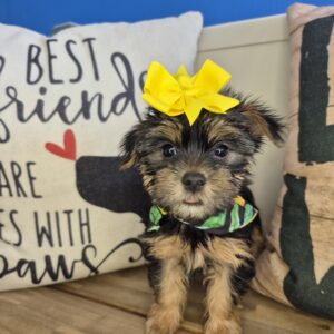 Jewels Yorkshire Terrier 01