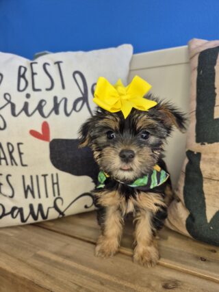 Jewels Yorkshire Terrier 01