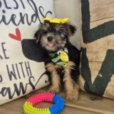 Jewels Yorkshire Terrier 02