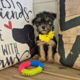 Jewels Yorkshire Terrier 03