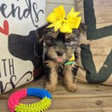 Jewels Yorkshire Terrier 04