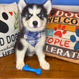 Johnny Siberian Husky 03