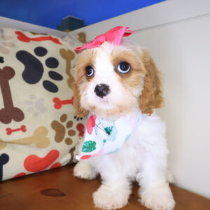 Katie Cavachon 01