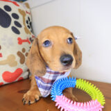 Kemar Dachshund 01
