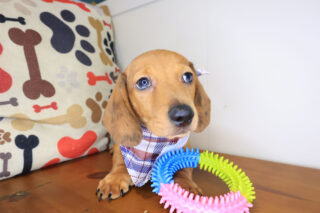 Kemar Dachshund 01