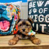 King Morkie 01