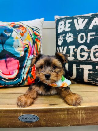 King Morkie 01