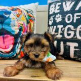 King Morkie 03