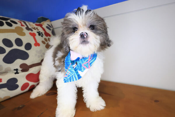 Kirra Shihpoo 01