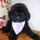 Koda Cavapoo 01