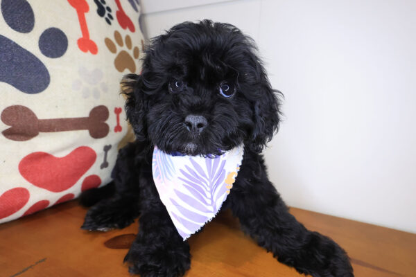 Koda Cavapoo 01