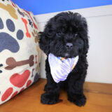 Koda Cavapoo 03