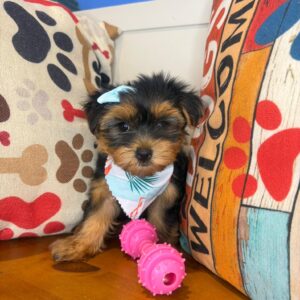 Kosmo Morkie 01