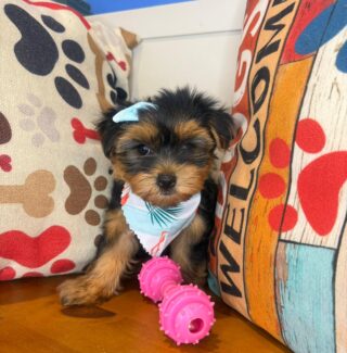 Kosmo Morkie 01
