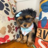 Kosmo Morkie 02