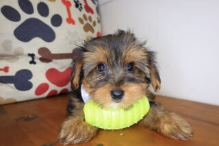 LEGO Yorkshire Terrier 01