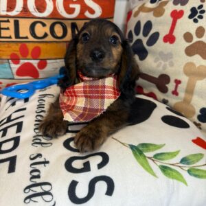 Lakota Dachshund 01