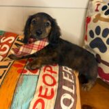 Lakota Dachshund 02