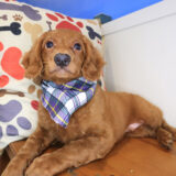 Lakota Mini Goldendoodle 01