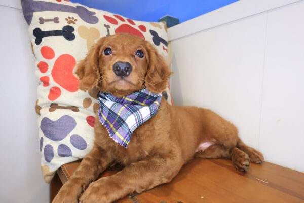Lakota Mini Goldendoodle 01