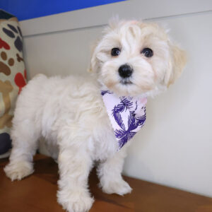 Lavender Maltipoo 01