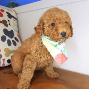 Leisel Poodle 01