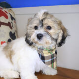 Leroy Teddy Bear 01