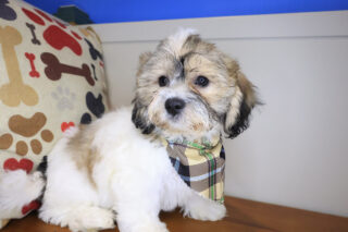 Leroy Teddy Bear 01