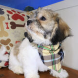 Leroy Teddy Bear 03