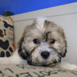 Leroy Teddy Bear 04