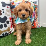 Little Boy Mini Goldendoodle 01