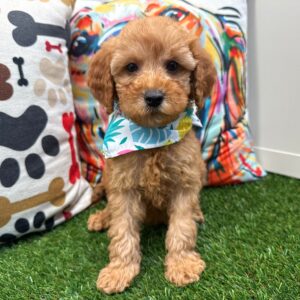Little Boy Mini Goldendoodle 01