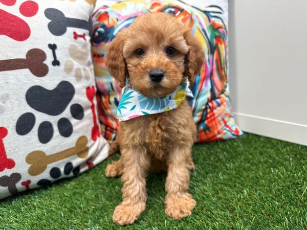 Little Boy Mini Goldendoodle 01