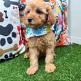 Little Boy Mini Goldendoodle 02