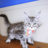 Lucy Maine Coon 01