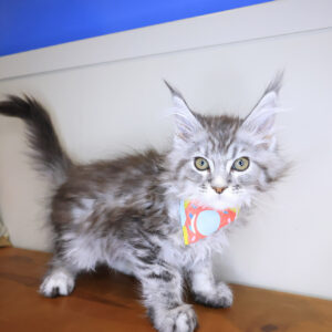 Lucy Maine Coon 01